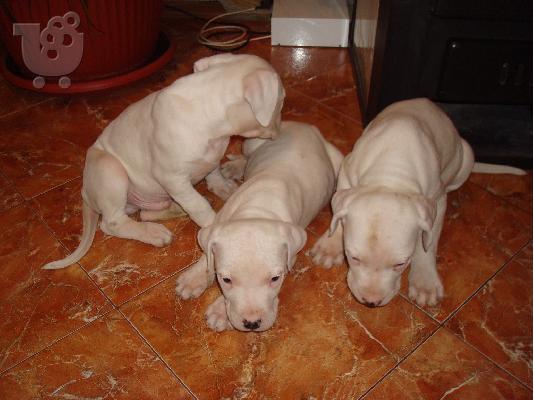 Dogo Argentino 